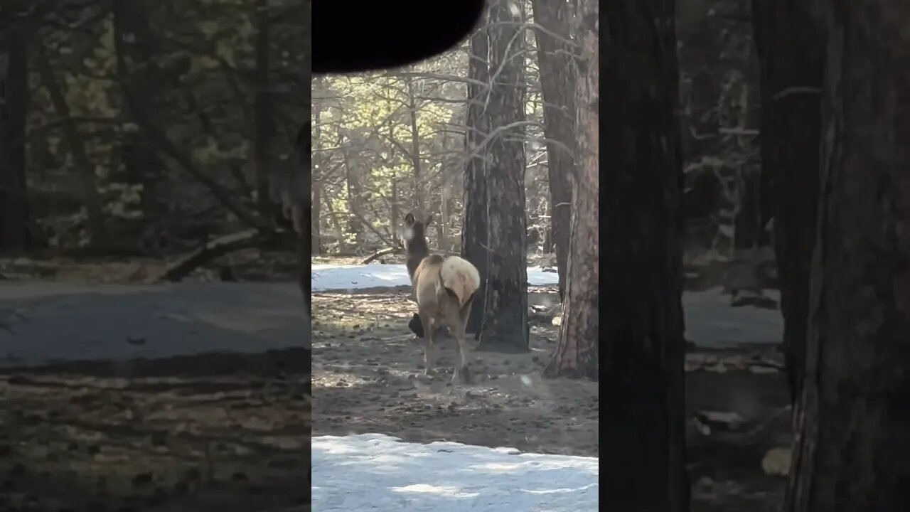 Found this guy trotting along the side of the road last week. #elk #wild @GrandCanyonNPS