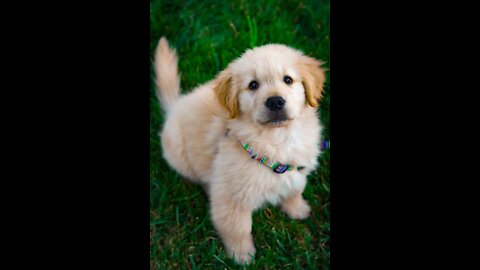 Cute puppy walk in garden