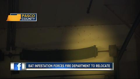 Aggressive bat colony invades Pasco fire station, forces firefighters out