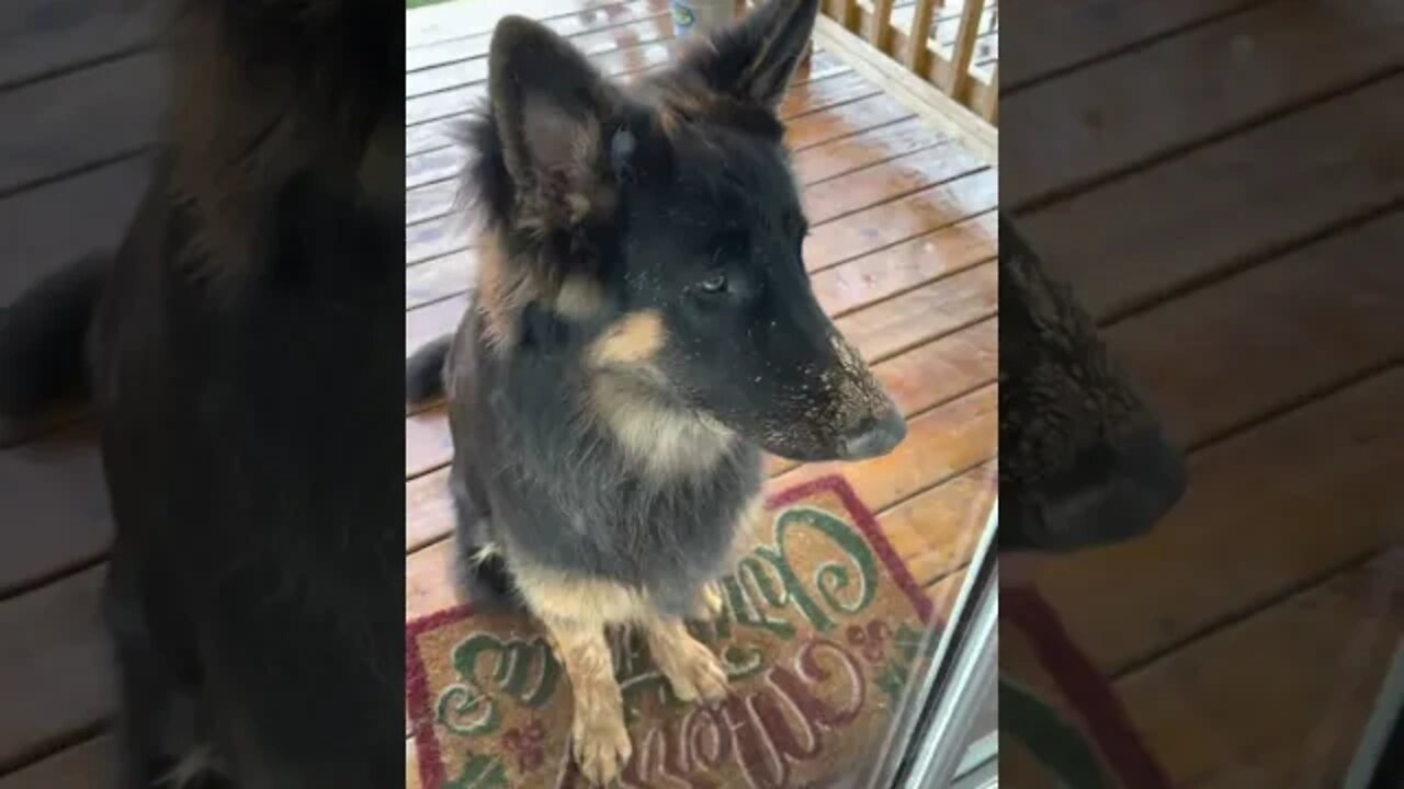 Whiskey the German Shepard is doing his work!