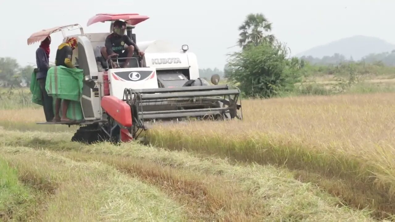 Kobuta harvesting rice 2