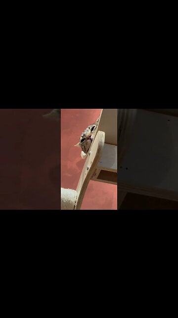 Denver Cat Company pt5 #catsofyoutube