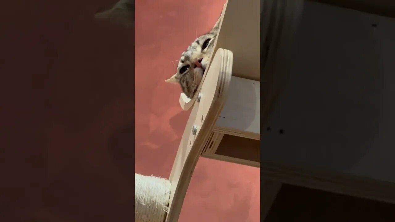Denver Cat Company pt5 #catsofyoutube