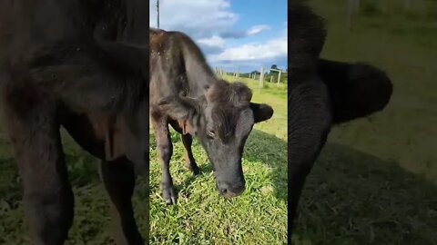 cheio de fome 🐄. #shorts #roça #agro #agropecuaria #bicho #animals #boi #vaca #gado