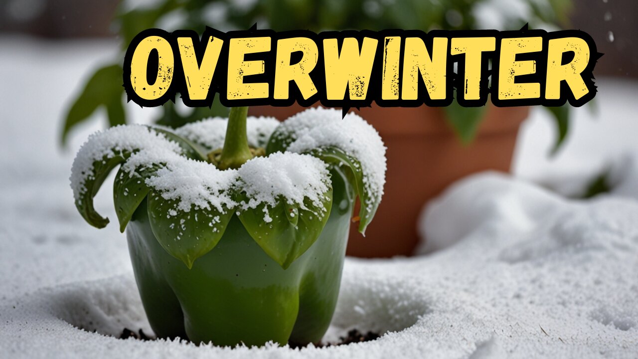 Overwintering Pepper Plants: Easy Step by Step Guide!