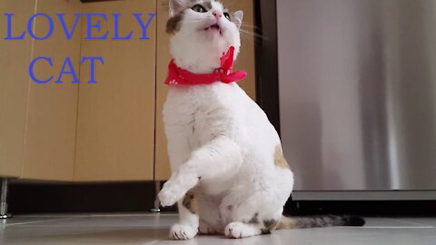 Spoiled cat enjoys || Funny Cat || Funny Pets || Cute Pets || @funnyanimalsstv
