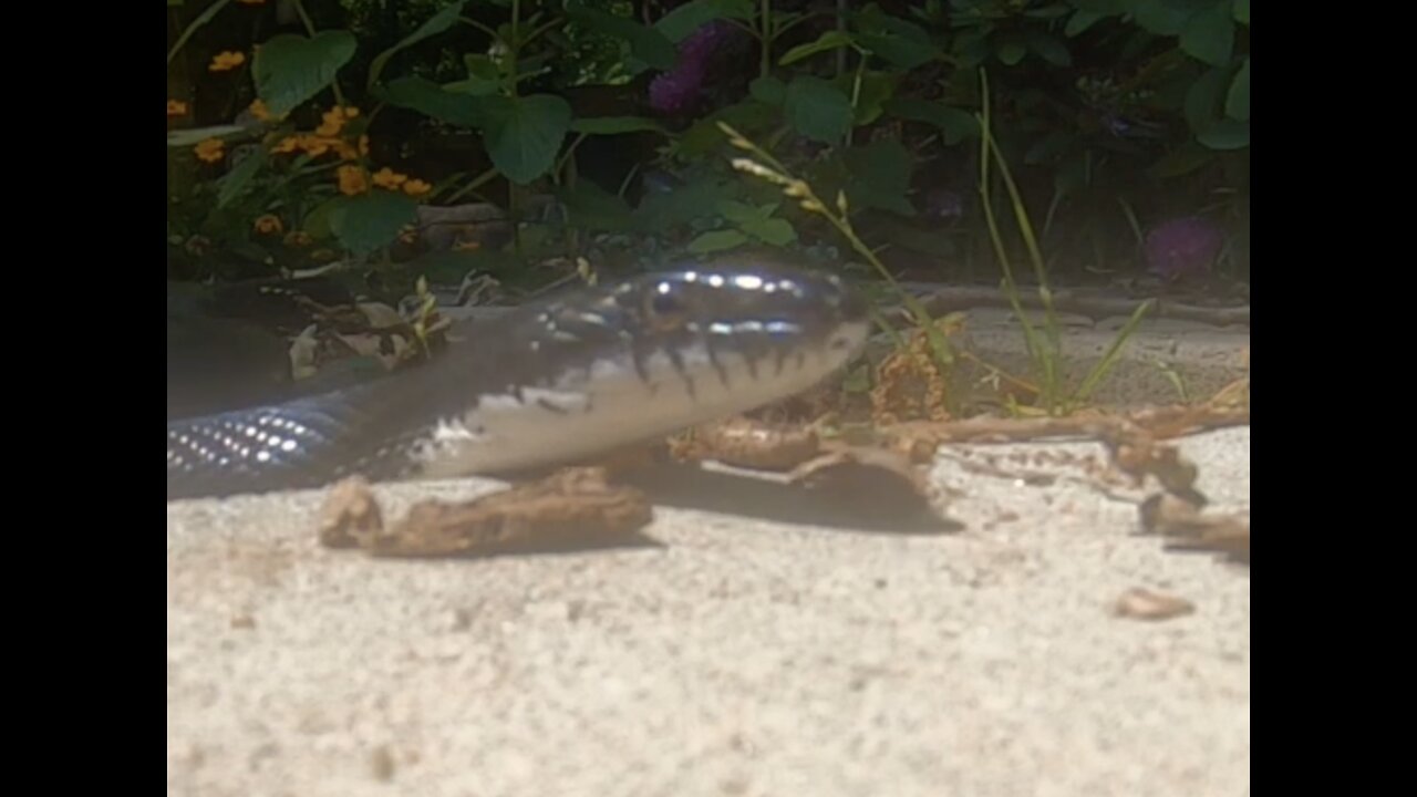 Fairy Garden Visitor