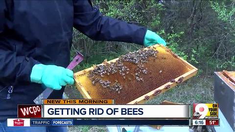 Spot bees near your home? Butler County beekeepers want to take them off your hands