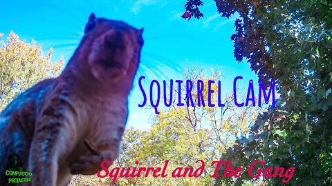 Squirrel and the Gang - Squirrel Cam 15