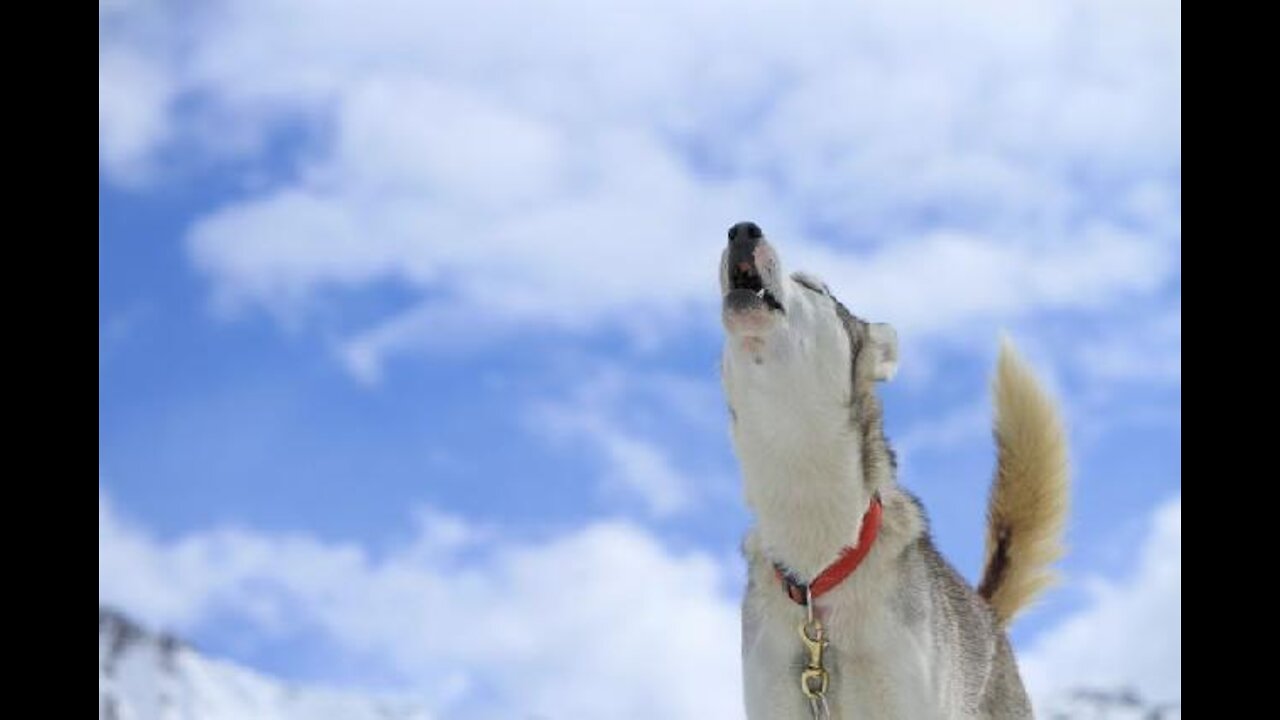 Siberian Husky talking / complaining 1