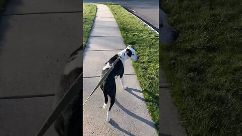 Walking Louie #pets #dog #animals