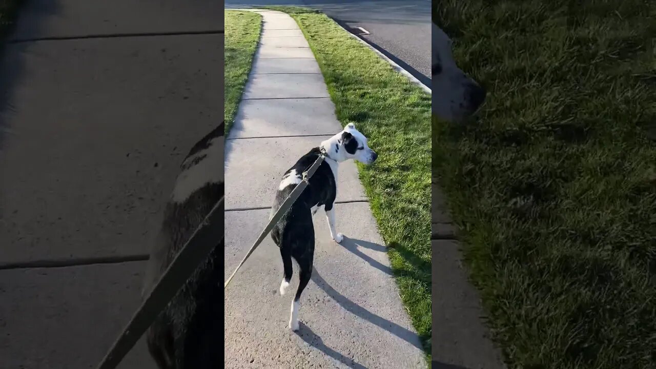 Walking Louie #pets #dog #animals