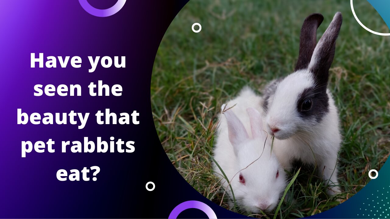 Cute scene of pet rabbits eating