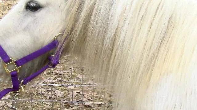 Snowy the pony attacked in Gore Neighborhood