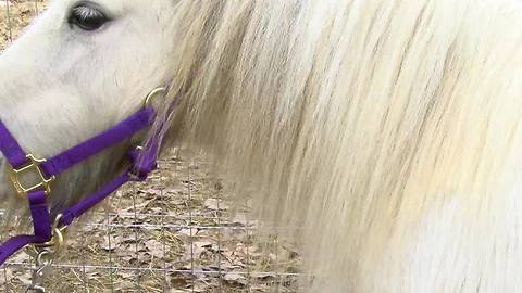 Snowy the pony attacked in Gore Neighborhood