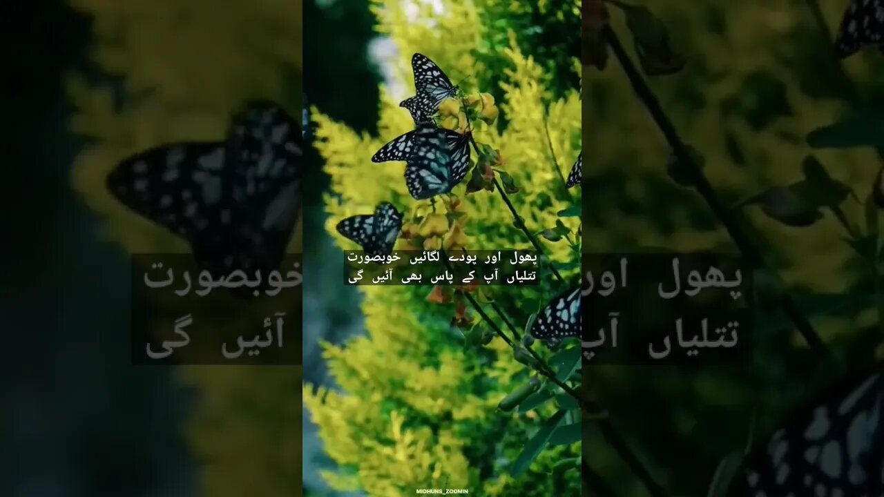 Atif Aslam | #atifaslamsongs #whatsaapstatus #animallover