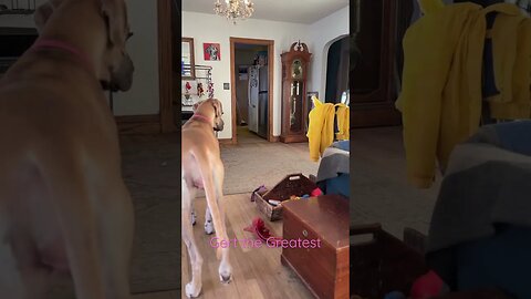 Ima gonna get her this time! #shorts #dogs #shortsvideo #dog #kids #goodmorning