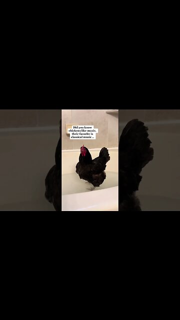 Chicken bumblefoot#chickenbumblefoot#bumblefoot #backyardchickens #bumblefoottreatment#禽兽炎