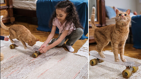 cat skateboarding