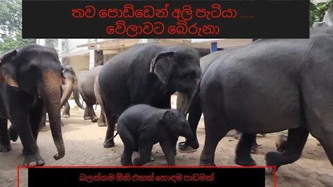 Elephant house pinnawala elephant teach (අලි ගෙදර අලි උගන්වනවා) @Sri Lanka Cricket#visitsrilank