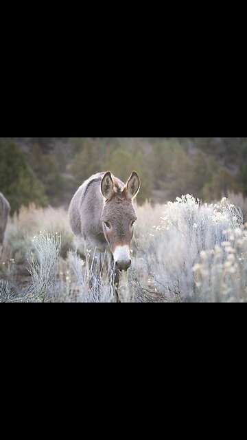 Wild Donkey