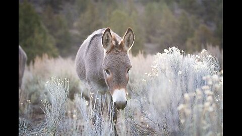 Wild Donkey