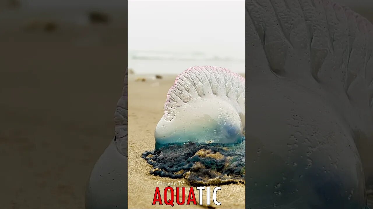 🌊 #AQUATIC - Ocean's Enigma: The Portuguese Man o' War's Captivating Display 🦈