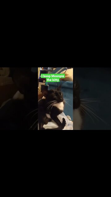 booping kitty #shortsvideo #shorts