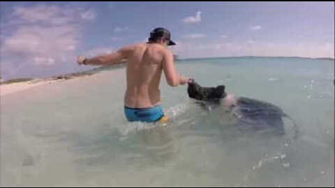Bahamas: laissez tomber les dauphins, nagez plutôt avec des cochons!
