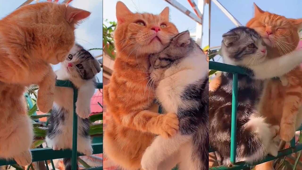 Cute Video - Amazing Love Of Lovely Cats