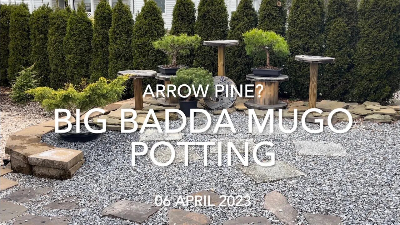 Potting - Big Badda Mugo