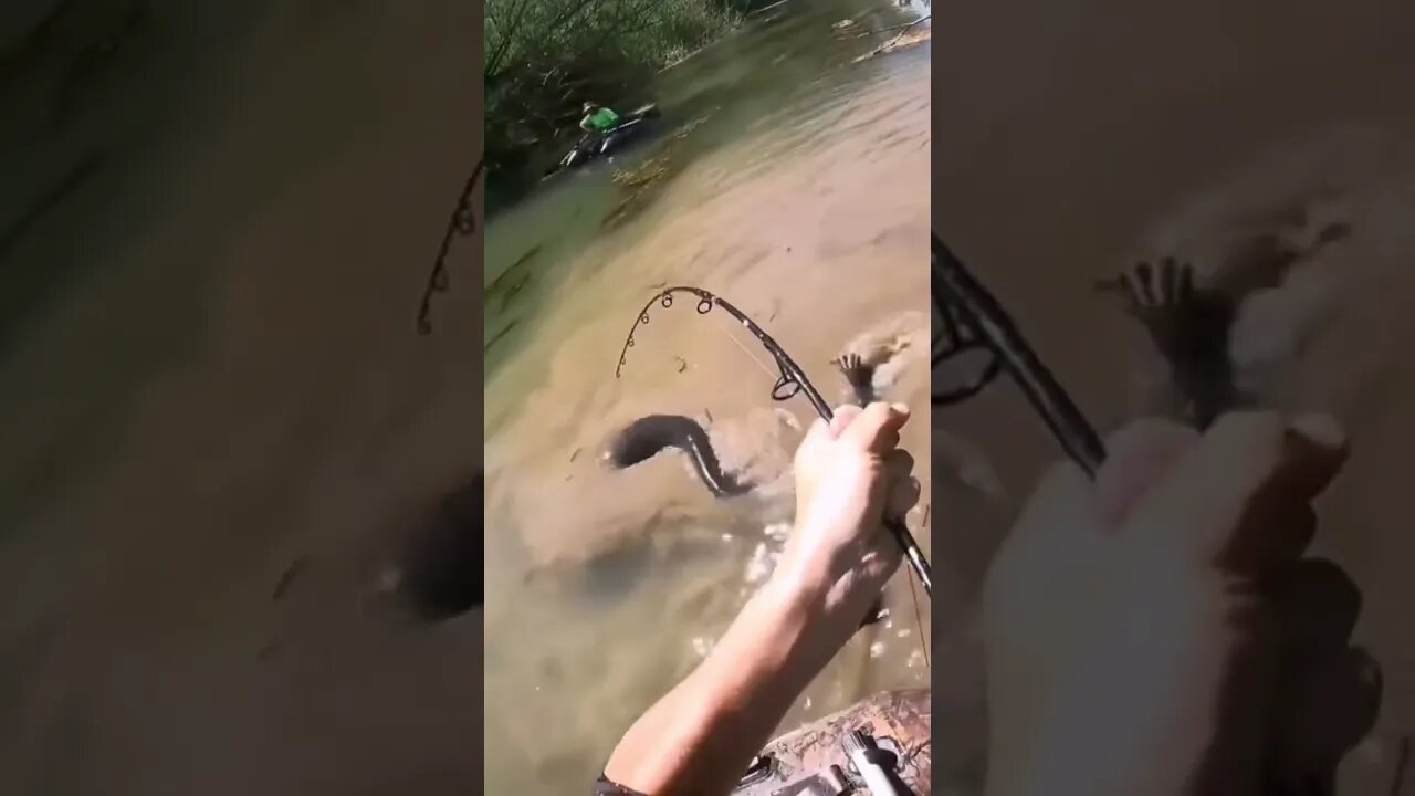 Catfish Fever