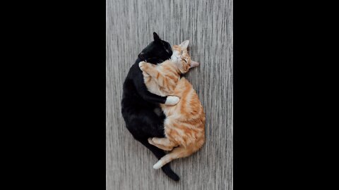 Two cute cats fighting