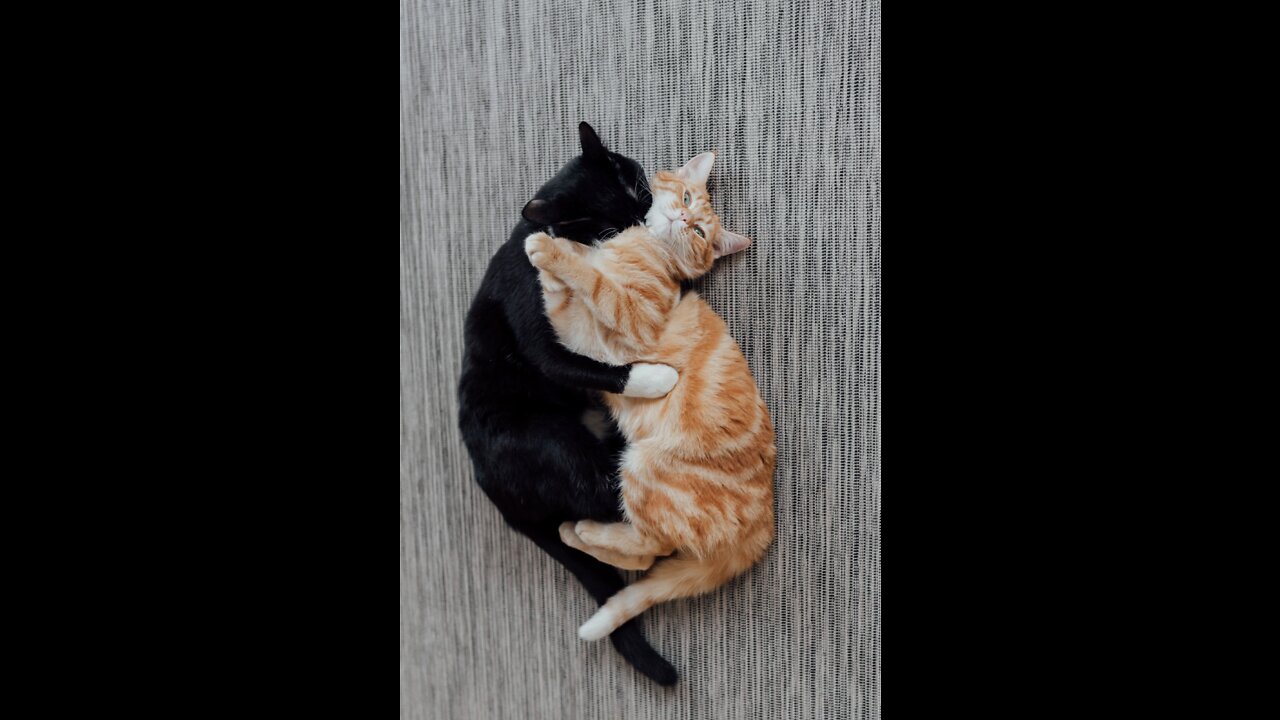 Two cute cats fighting