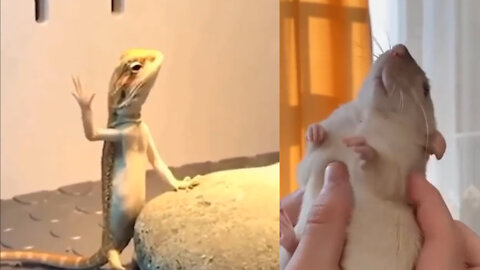Cute baby animals Videos Compilation Cute moment of the Animals#2