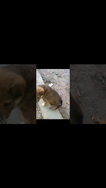 Спасений щенок который умирал на улице
