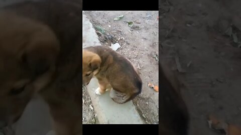 Спасений щенок который умирал на улице