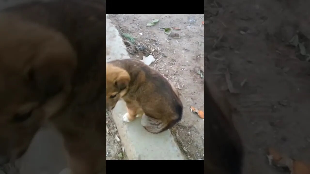 Спасений щенок который умирал на улице