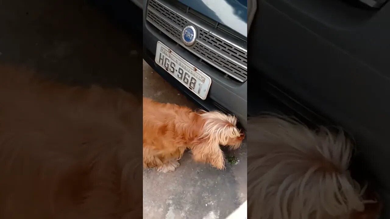 #dogshow , #animals , #dogs , #shorts