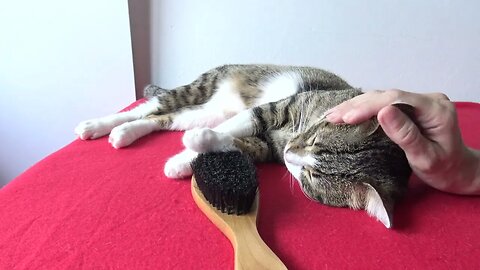 It Is Brushing Time for the Cat