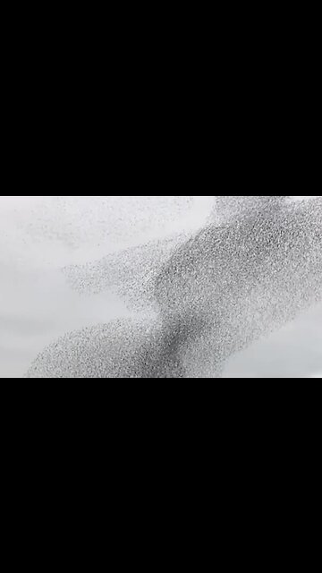 Mesmerizing video shows thousands of birds flying in pattern
