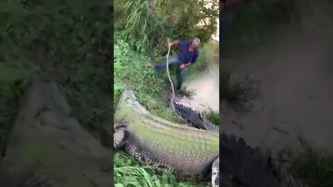 When I got to meet tripod the amazing giant saltwater crocodile for the first time