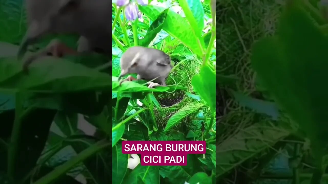 TERNYATA SARANG BURUNG PRENJAK PADI BENAR - BENAR DI BUAT SENYAMAN MUNGKIN UNTUK BERTELUR