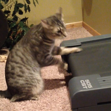 A Cat Rides On A Treadmill With Front Paws Only