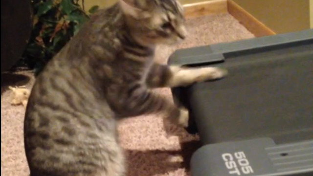 A Cat Rides On A Treadmill With Front Paws Only