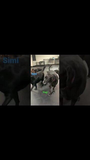 [Shorts 0030] YOGI & SIMI [#dogs #doggos #doggies #puppies #dogdaycare]