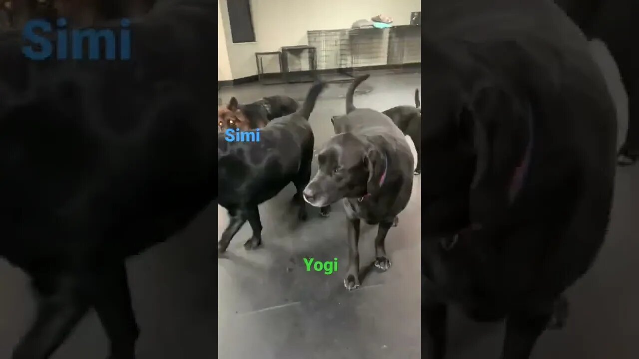 [Shorts 0030] YOGI & SIMI [#dogs #doggos #doggies #puppies #dogdaycare]