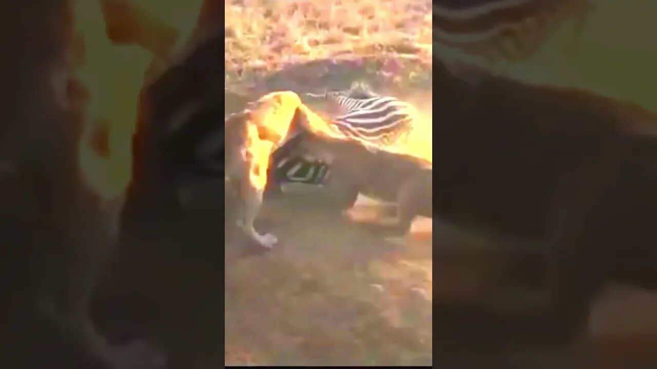 A dificil caça de leões as zebras