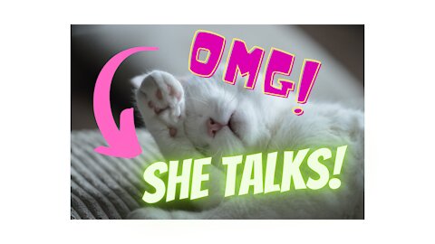 OMG!😹 Cats talking!! These cats can speak english better than human!!! 😹