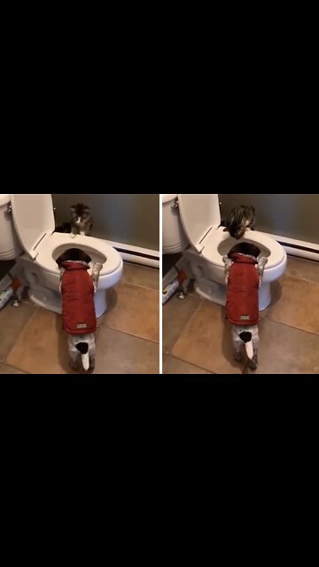 Mischievous Puppy And Kitty Are Always Up To No Good